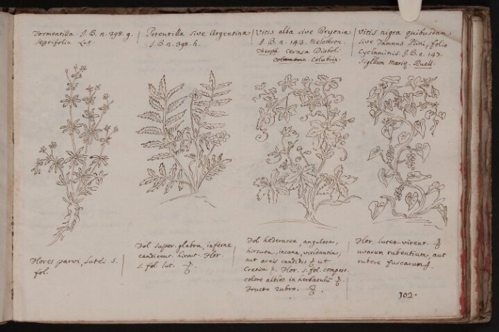 Anteprima dell'oggetto