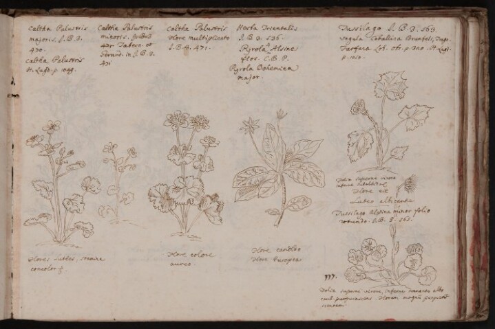 Anteprima dell'oggetto