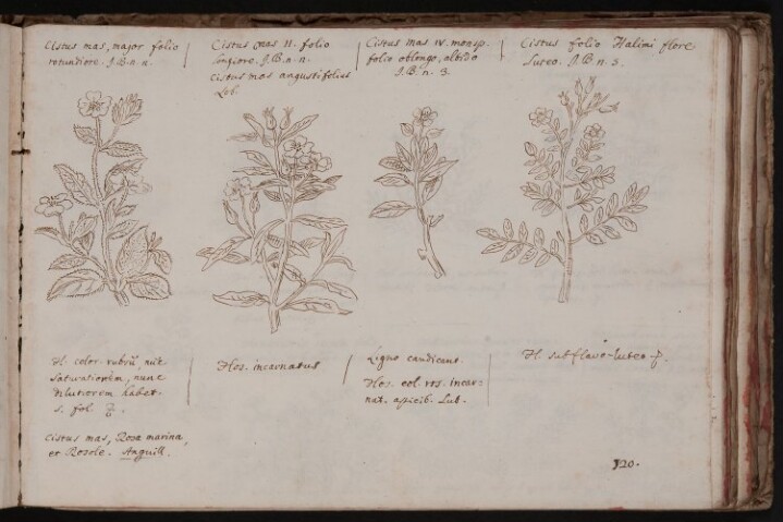 Anteprima dell'oggetto