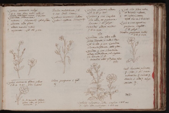 Anteprima dell'oggetto