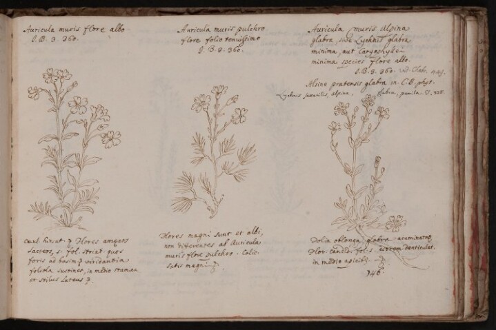 Anteprima dell'oggetto