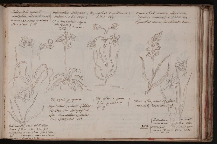 Anteprima dell'oggetto