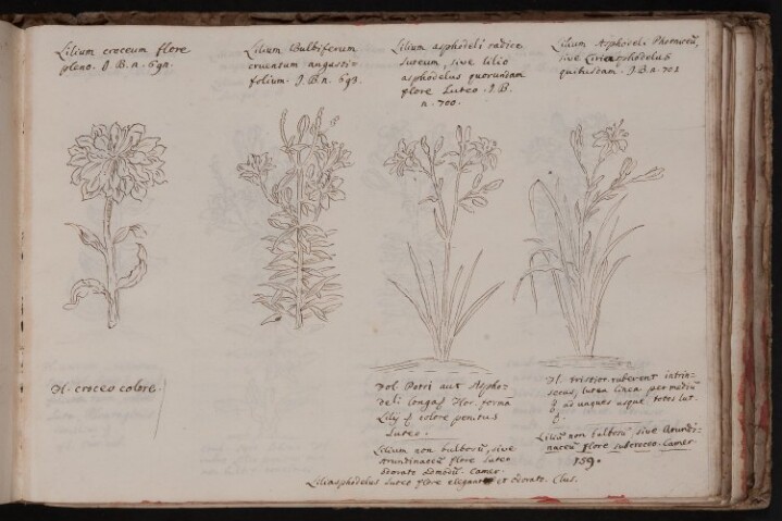 Anteprima dell'oggetto