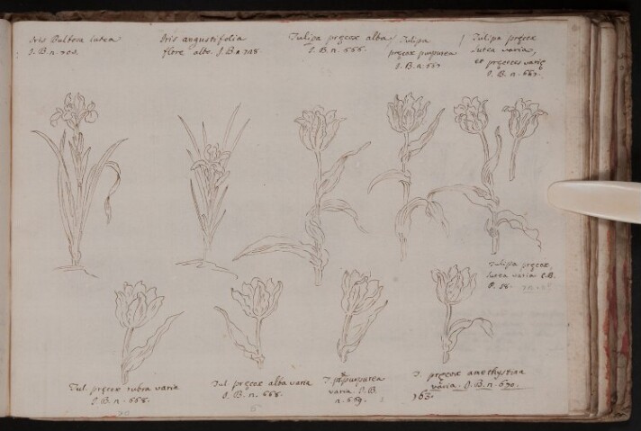 Anteprima dell'oggetto