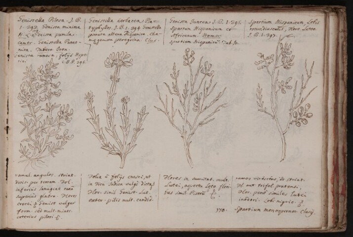 Anteprima dell'oggetto