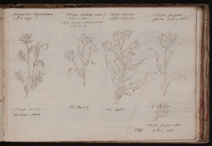 Anteprima dell'oggetto