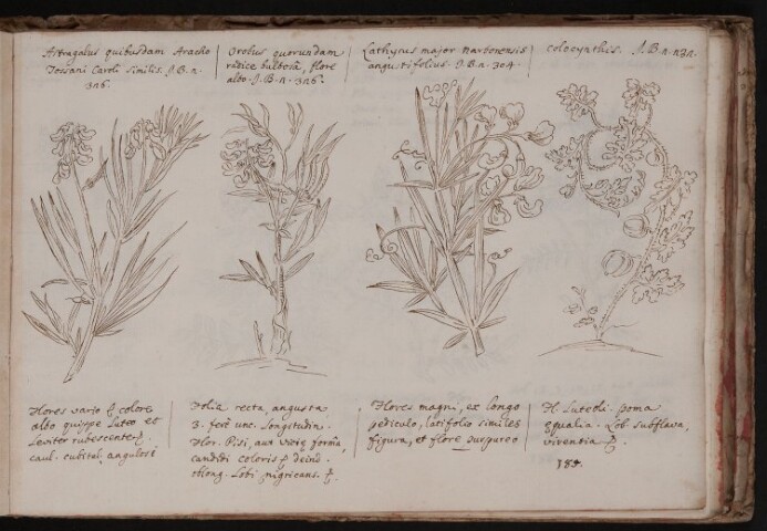 Anteprima dell'oggetto