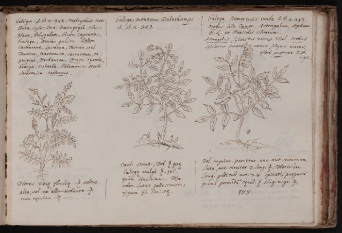 Anteprima dell'oggetto