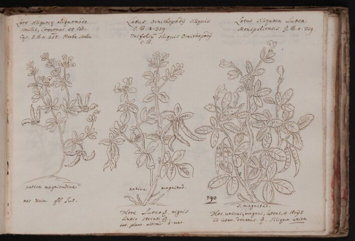 Anteprima dell'oggetto