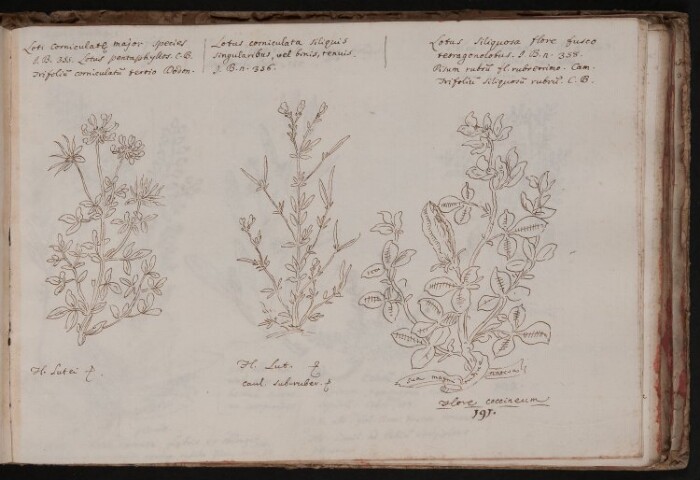 Anteprima dell'oggetto