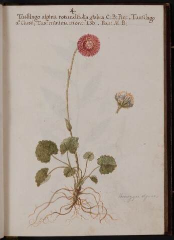 Anteprima dell'oggetto