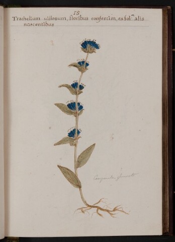 Anteprima dell'oggetto