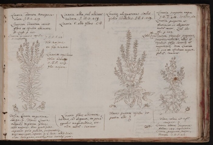 Anteprima dell'oggetto