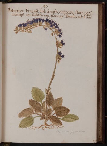 Anteprima dell'oggetto