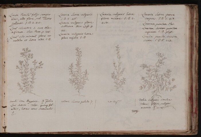 Anteprima dell'oggetto