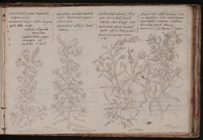 Anteprima dell'oggetto