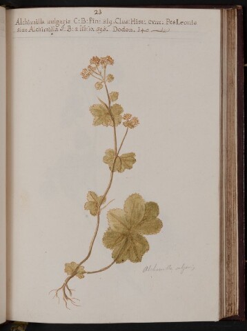 Anteprima dell'oggetto