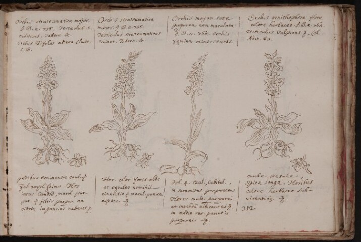 Anteprima dell'oggetto