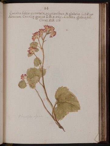 Anteprima dell'oggetto