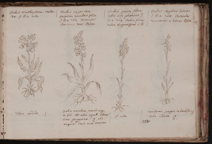 Anteprima dell'oggetto