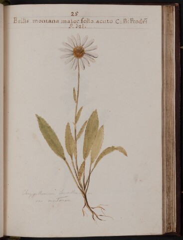 Anteprima dell'oggetto