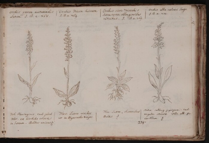 Anteprima dell'oggetto