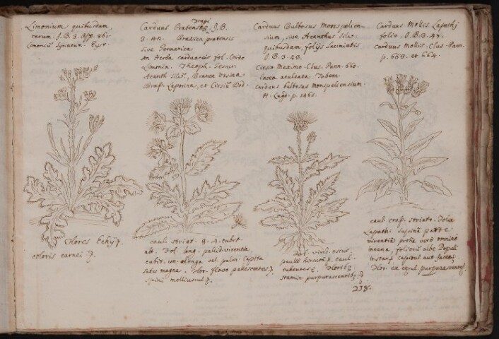 Anteprima dell'oggetto