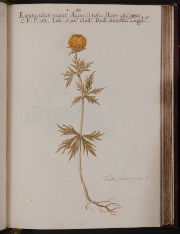 Anteprima dell'oggetto