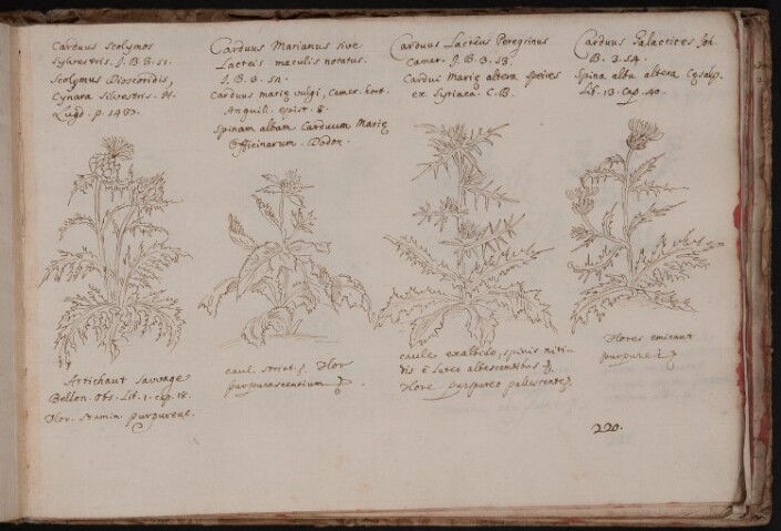 Anteprima dell'oggetto