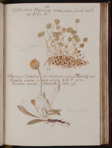 Anteprima dell'oggetto