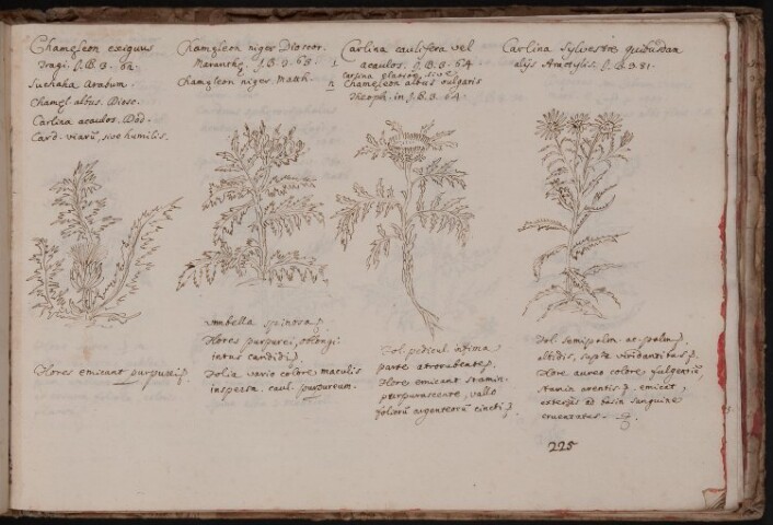 Anteprima dell'oggetto