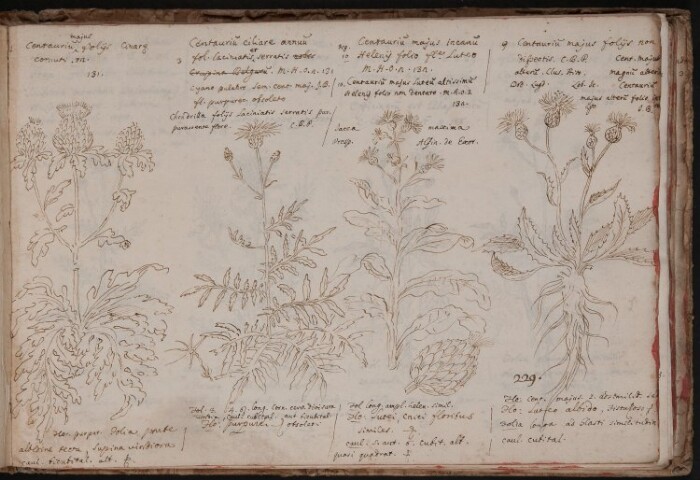 Anteprima dell'oggetto