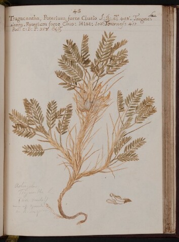 Anteprima dell'oggetto