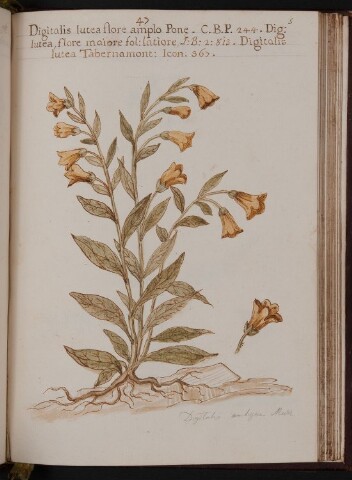 Anteprima dell'oggetto