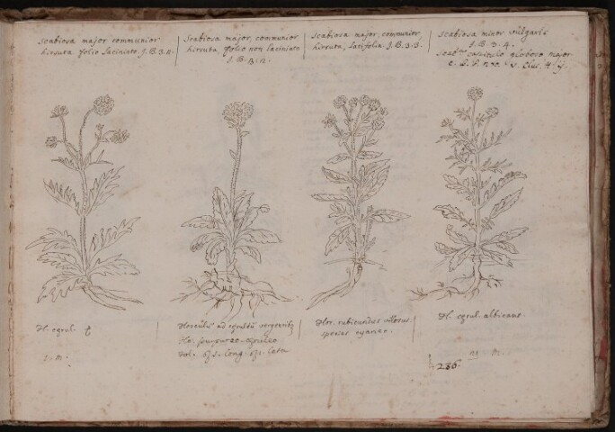 Anteprima dell'oggetto