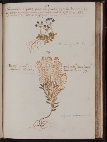 Anteprima dell'oggetto