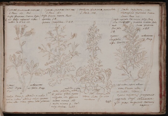 Anteprima dell'oggetto