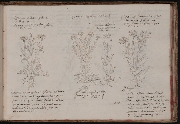 Anteprima dell'oggetto