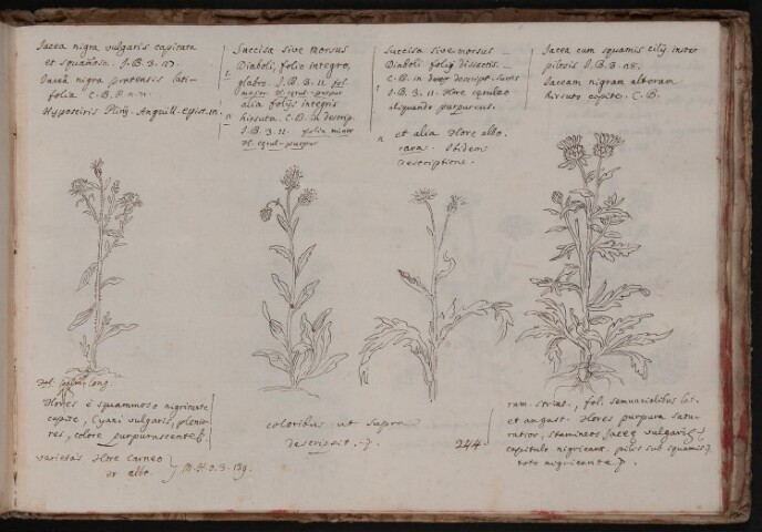 Anteprima dell'oggetto