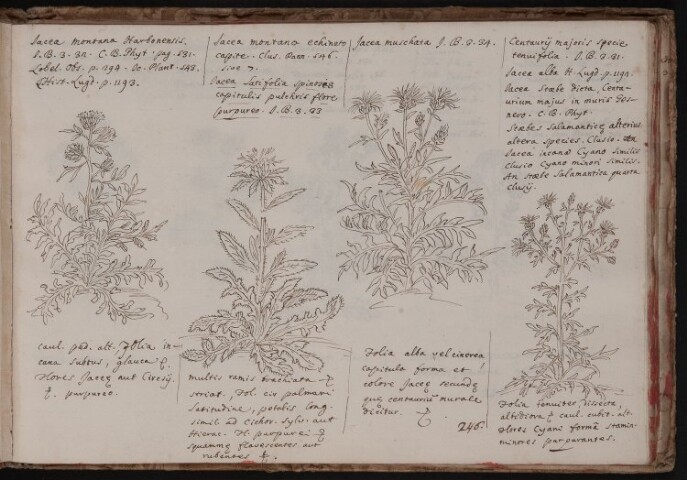 Anteprima dell'oggetto