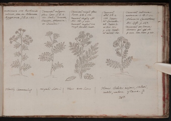 Anteprima dell'oggetto