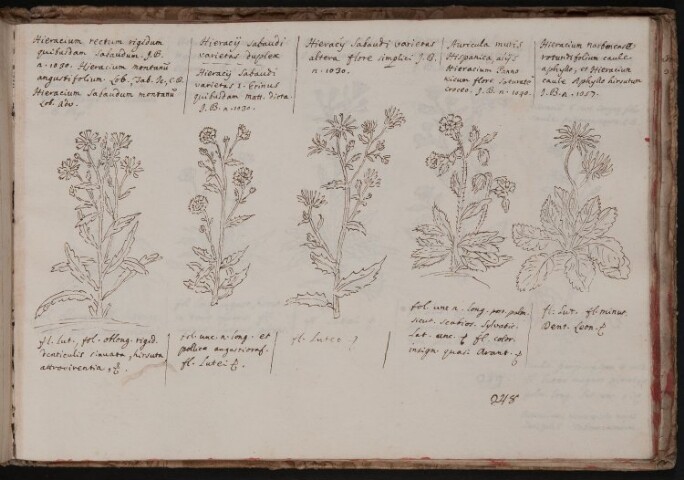 Anteprima dell'oggetto