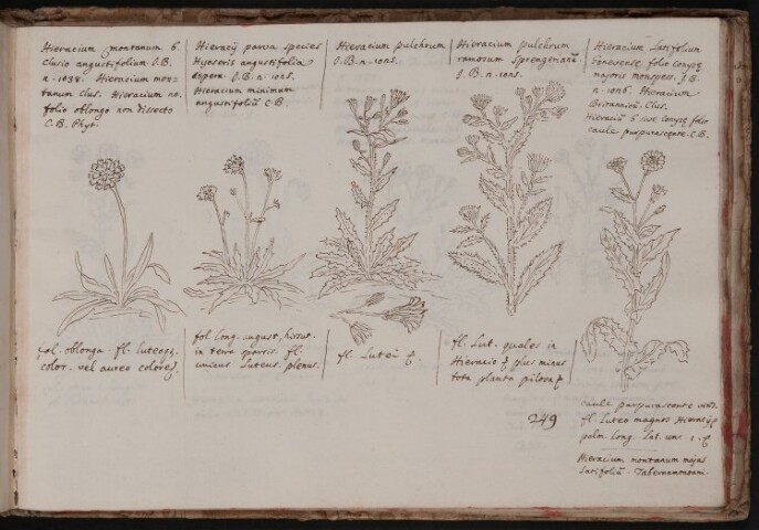 Anteprima dell'oggetto