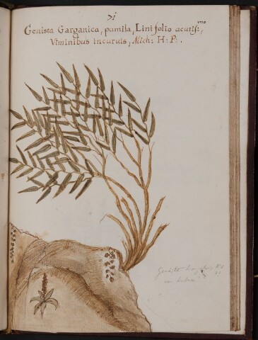 Anteprima dell'oggetto