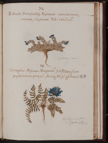 Anteprima dell'oggetto