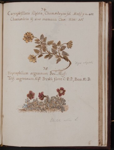 Anteprima dell'oggetto