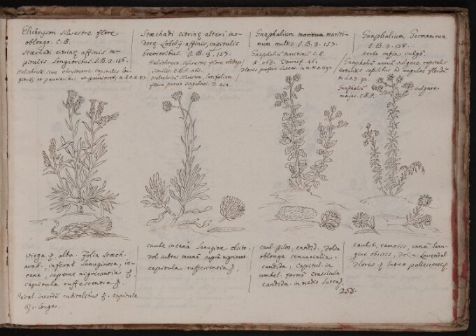 Anteprima dell'oggetto