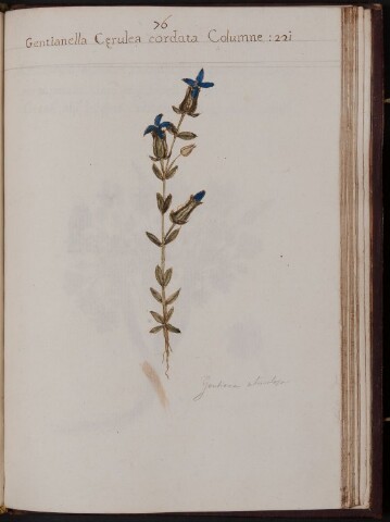 Anteprima dell'oggetto