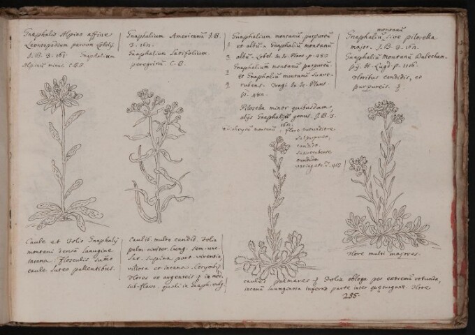 Anteprima dell'oggetto