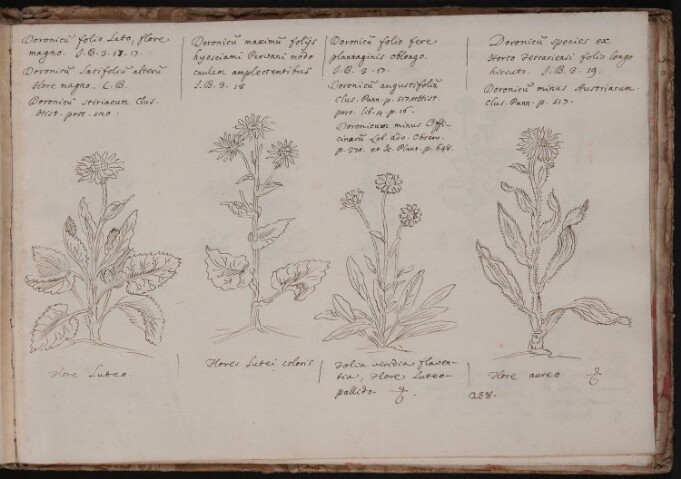 Anteprima dell'oggetto